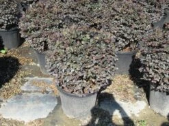 Loropetalum Als Bolvorm (Loropetalum 'Fire Dance') 6 Loropetalum Als Bolvorm (Loropetalum 'Fire Dance') -Groene Boom Winkel img 4055