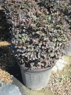 Loropetalum Als Bolvorm (Loropetalum 'Fire Dance') 7 Loropetalum Als Bolvorm (Loropetalum 'Fire Dance') -Groene Boom Winkel img 4056