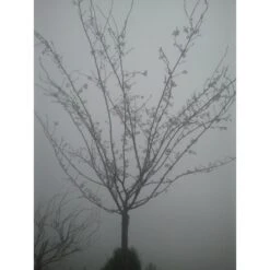 Roze Winterkers (Prunus Subhirtella 'Autumnalis Rosea') -Groene Boom Winkel japanse sierkers prunus subhirtella autumnalis 33511 1d1