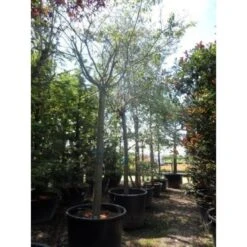 Roze Winterkers (Prunus Subhirtella 'Autumnalis Rosea') -Groene Boom Winkel japanse sierkers prunus subhirtella autumnalis 33511 cb4