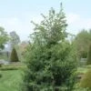 Jeneverbes (Juniperus Communis 'Hibernica') -Groene Boom Winkel juchiber 7