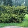 Jeneverbes (Juniperus Chinensis 'Plumosa Aurea') -Groene Boom Winkel jucpaure 1 1