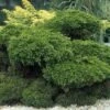 Jeneverbes (Juniperus Media 'Mint Julep')
