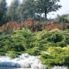 Jeneverbes (Juniperus Media 'Pfitzeriana Aurea') -Groene Boom Winkel jumpaure 4