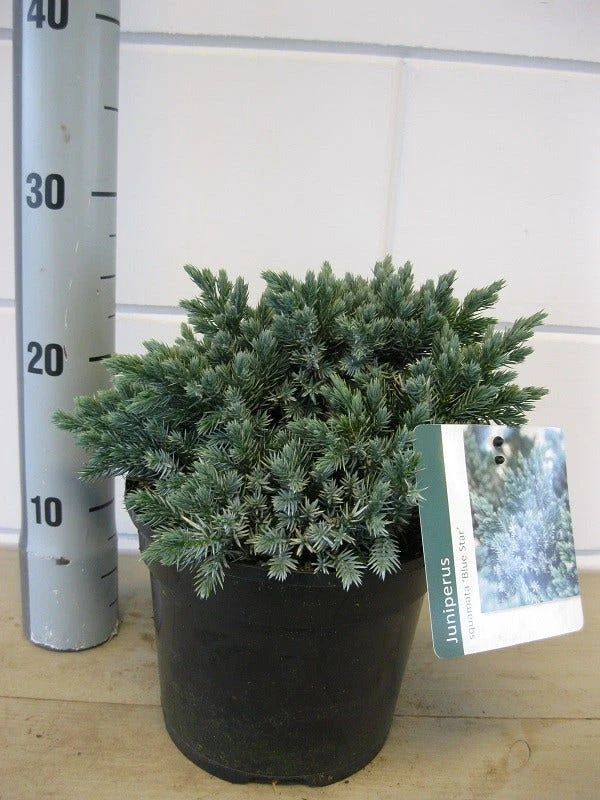 Jeneverbes (Juniperus Squamata 'Blue Star') 5 Jeneverbes (Juniperus Squamata 'Blue Star') - Afbeelding 5