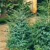 Jeneverbes (Juniperus Chinensis 'Blue Alps') -Groene Boom Winkel juniperus chinensis blue alps 1