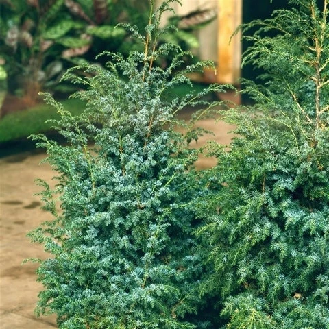 Jeneverbes (Juniperus Chinensis 'Blue Alps') 1 Jeneverbes (Juniperus Chinensis 'Blue Alps')