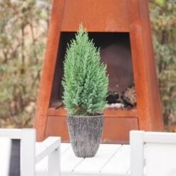 Jeneverbes (Juniperus Chinensis 'Stricta') -Groene Boom Winkel juniperus chinensis stricta