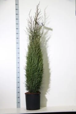 Jeneverbes (Juniperus Communis 'Hibernica') -Groene Boom Winkel juniperus comm. hibernica 150 175 cm co. 18l kopie