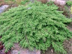 Jeneverbes (Juniperus Communis 'Green Carpet') -Groene Boom Winkel juniperus communis green carpet 1