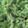 Jeneverbes (Juniperus Communis 'Green Carpet') -Groene Boom Winkel juniperus communis green carpet 2