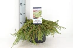 Jeneverbes (Juniperus Communis 'Green Carpet') -Groene Boom Winkel juniperus communis green carpet c5 m 1 1