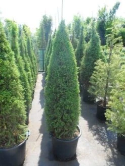 Jeneverbes (Juniperus Communis 'Hibernica') -Groene Boom Winkel juniperus communis hibernica 150 175