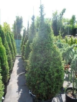 Jeneverbes (Juniperus Communis 'Hibernica') -Groene Boom Winkel juniperus communis hibernica 175 200