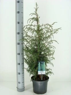 Jeneverbes (Juniperus Communis 'Suecica') -Groene Boom Winkel juniperus communis suecica c3 m
