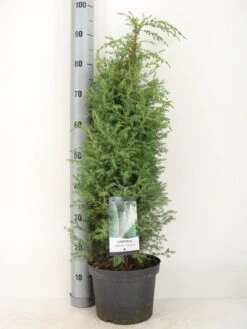 Jeneverbes (Juniperus Communis 'Suecica') -Groene Boom Winkel juniperus communis suecica c5 m