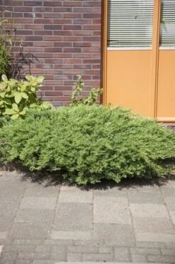 Kustjeneverbes (Juniperus Conferta 'Schlager' (Blue Pacific)) -Groene Boom Winkel juniperus conferta schlager