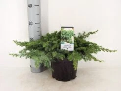 Kustjeneverbes (Juniperus Conferta 'Schlager' (Blue Pacific)) -Groene Boom Winkel juniperus conferta schlager c3 m