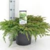 Kustjeneverbes (Juniperus Conferta 'Schlager' (Blue Pacific)) 21 Kustjeneverbes (Juniperus Conferta 'Schlager' (Blue Pacific)) -Groene Boom Winkel juniperus conferta schlager c5 m
