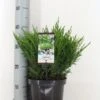 Jeneverbes (Juniperus Horizontalis 'Andorra Compact') -Groene Boom Winkel juniperus hor. andorra compact zomer c3 m