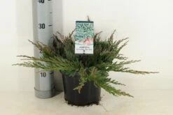 Jeneverbes (Juniperus Horizontalis 'Blue Chip') -Groene Boom Winkel juniperus hor. blue chip winter c3 m