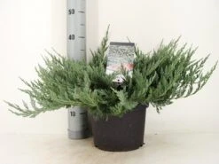 Jeneverbes (Juniperus Horizontalis 'Blue Chip') -Groene Boom Winkel juniperus hor. blue chip zomer c5 m