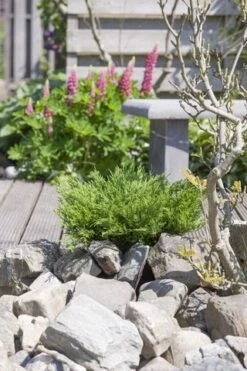 Jeneverbes (Juniperus Horizontalis 'Andorra Compact') -Groene Boom Winkel juniperus horizontalis andorra compact