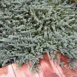 Jeneverbes (Juniperus Horizontalis 'Blue Chip') -Groene Boom Winkel juniperus horizontalis blue chip