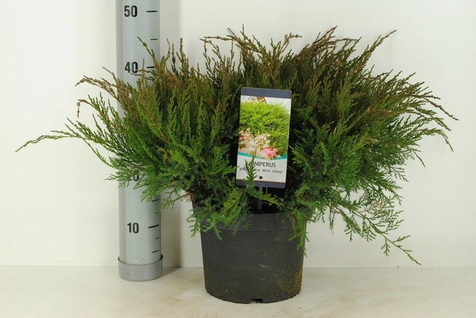 Jeneverbes (Juniperus Media 'Mint Julep') 3 Jeneverbes (Juniperus Media 'Mint Julep') - Afbeelding 3