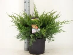 Voorkant -Groene Boom Winkel juniperus pfit. mint julep zomer c5 m 1