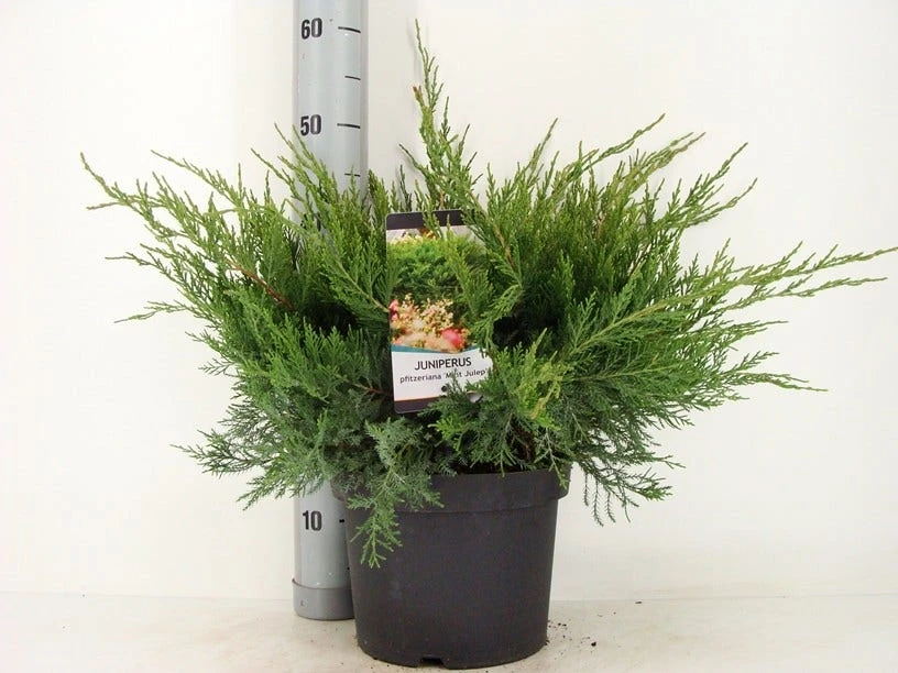 Jeneverbes (Juniperus Media 'Mint Julep') 2 Jeneverbes (Juniperus Media 'Mint Julep') - Afbeelding 2
