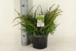 Jeneverbes (Juniperus Media 'Mint Julep') 8 Jeneverbes (Juniperus Media 'Mint Julep') -Groene Boom Winkel juniperus pfitzeriana mint julep c3 m 1