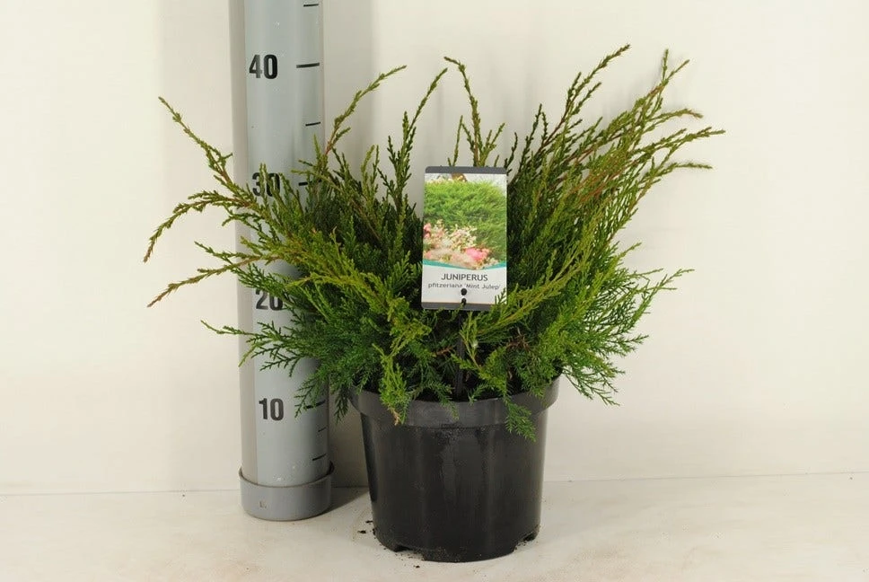 Jeneverbes (Juniperus Media 'Mint Julep') 4 Jeneverbes (Juniperus Media 'Mint Julep') - Afbeelding 4