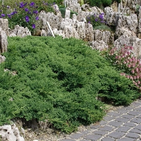 Jeneverbes (Juniperus Procumbens 'Nana') 5 Jeneverbes (Juniperus Procumbens 'Nana') - Afbeelding 5