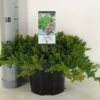 Jeneverbes (Juniperus Procumbens 'Nana') -Groene Boom Winkel juniperus procumbens nana c3 m 1