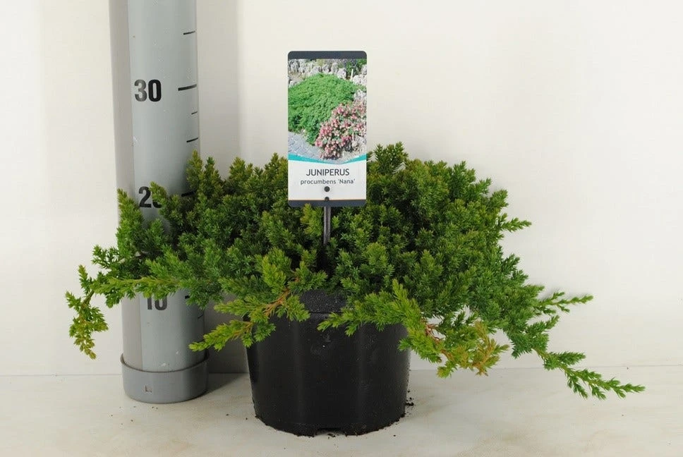 Jeneverbes (Juniperus Procumbens 'Nana') 1 Jeneverbes (Juniperus Procumbens 'Nana')