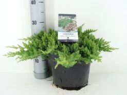 Jeneverbes (Juniperus Procumbens 'Nana') -Groene Boom Winkel juniperus procumbens nana c5 m 1