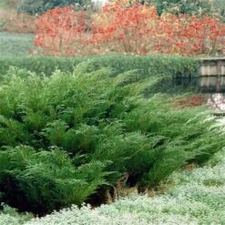 Sevenboom (Juniperus Sabina) -Groene Boom Winkel juniperus sabina