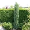 Jeneverbes (Juniperus Scopulorum 'Skyrocket') -Groene Boom Winkel juniperus scopulorum skyrocket