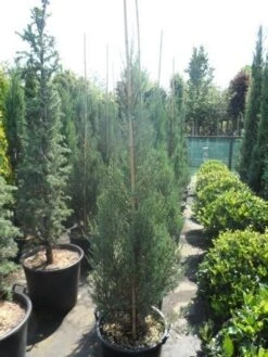 Jeneverbes (Juniperus Scopulorum 'Skyrocket') 13 Jeneverbes (Juniperus Scopulorum 'Skyrocket') -Groene Boom Winkel juniperus scopulorum skyrocket 150 175