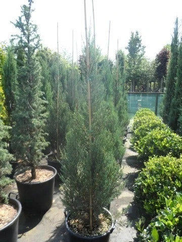 Jeneverbes (Juniperus Scopulorum 'Skyrocket') 6 Jeneverbes (Juniperus Scopulorum 'Skyrocket') - Afbeelding 6
