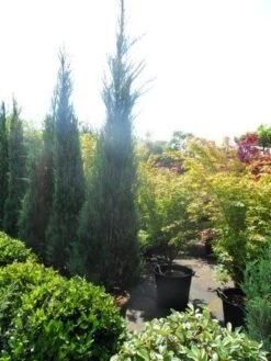 Jeneverbes (Juniperus Scopulorum 'Skyrocket') 14 Jeneverbes (Juniperus Scopulorum 'Skyrocket') -Groene Boom Winkel juniperus scopulorum skyrocket 250 300