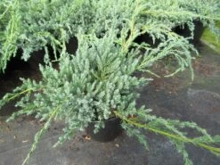 Jeneverbes (Juniperus Squamata 'Blue Carpet') -Groene Boom Winkel juniperus squamata blue carpet 1
