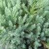 Jeneverbes (Juniperus Squamata 'Blue Carpet') -Groene Boom Winkel juniperus squamata blue carpet 2