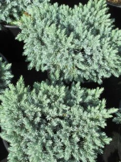 Jeneverbes (Juniperus Squamata 'Blue Star') 8 Jeneverbes (Juniperus Squamata 'Blue Star') -Groene Boom Winkel juniperus squamata blue star 3