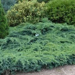 Jeneverbes (Juniperus Squamata 'Blue Swede') -Groene Boom Winkel juniperus squamata blue swede
