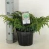 Jeneverbes (Juniperus Squamata 'Blue Swede') -Groene Boom Winkel juniperus squamata blue swede c3 m