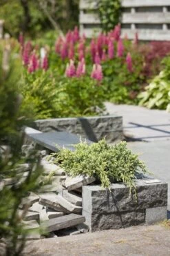 Jeneverbes (Juniperus Squamata 'Holger') 5 Jeneverbes (Juniperus Squamata 'Holger') -Groene Boom Winkel juniperus squamata holger