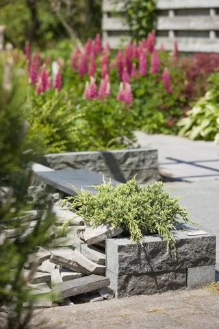 Jeneverbes (Juniperus Squamata 'Holger') 3 Jeneverbes (Juniperus Squamata 'Holger') - Afbeelding 3