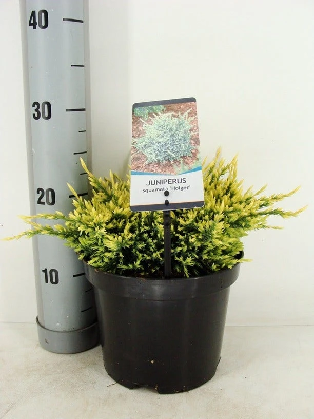 Jeneverbes (Juniperus Squamata 'Holger') 1 Jeneverbes (Juniperus Squamata 'Holger')